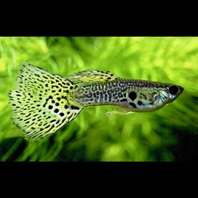 Poecilia ret.   Guppy green cobra XL